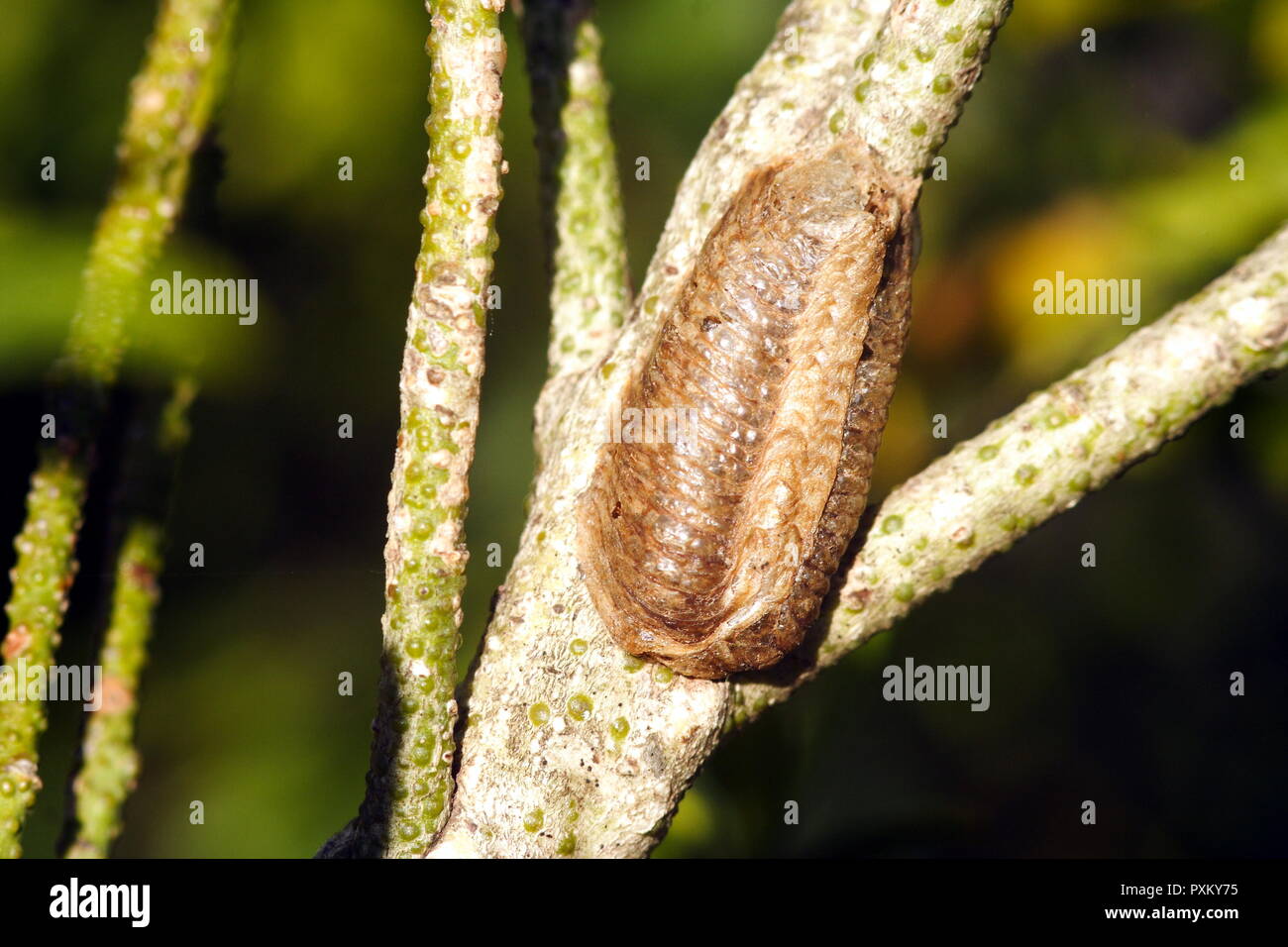 Gottesanbeterin Ei sac über eine Zweigniederlassung einer Jasmin Strauch Stockfoto