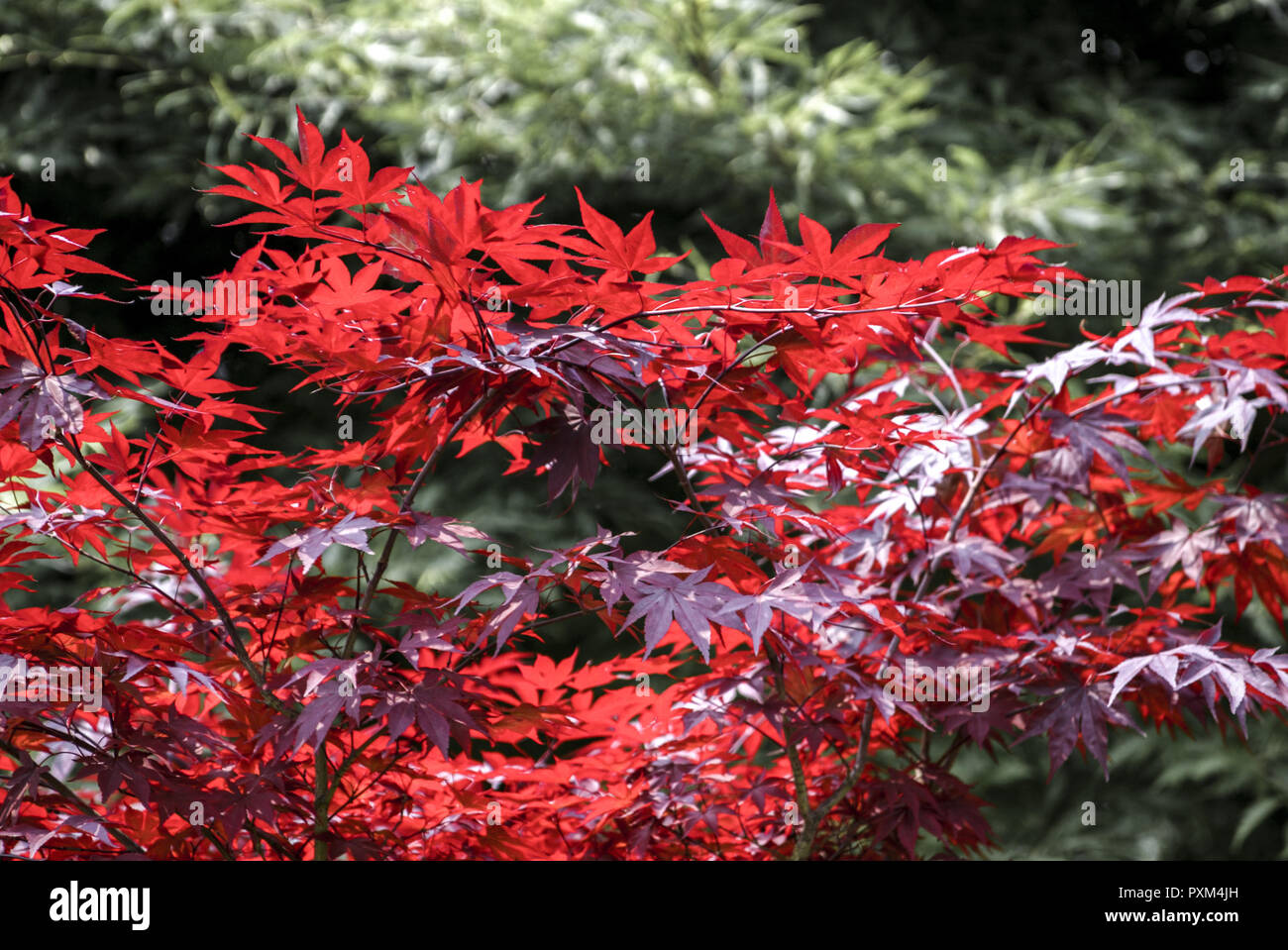 Italien, Valeggio, Parco Giardino Sigurta Stockfoto