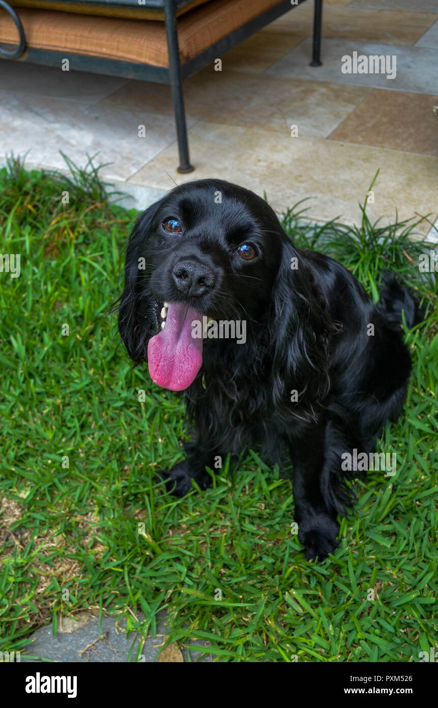 Ein freundlicher Hund lächelnd mit seiner Zunge heraus. Stockfoto
