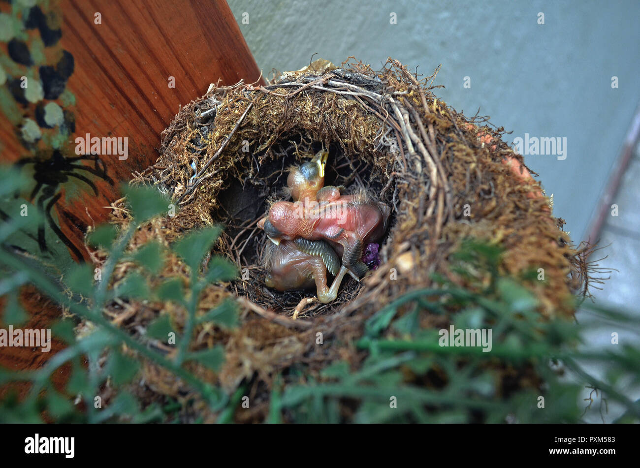 Vögel, die nicht ihre Augen noch geöffnet haben, gepresst zusammen warten auf ihre Mutter mit der Nahrung zu kommen. Stockfoto