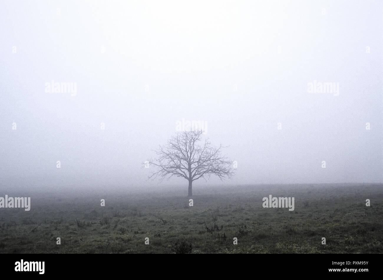 Baum im Nebel Stockfoto