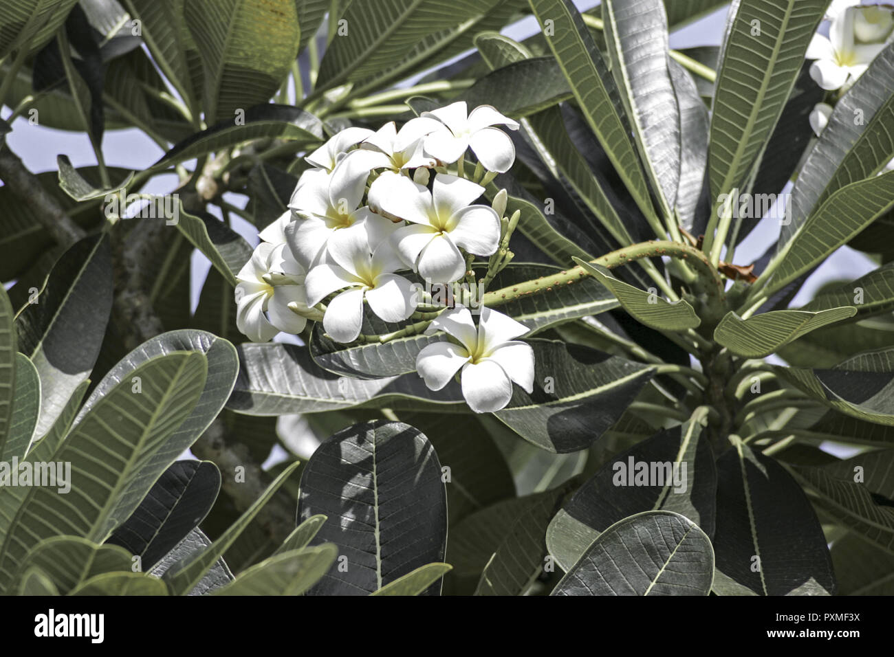 Thailand Siam Ayutthaya Asien Suedostasien Tourismus Blumen Blume Bluete Weiss bluehend Blatt Blaetter Gruen Stockfoto