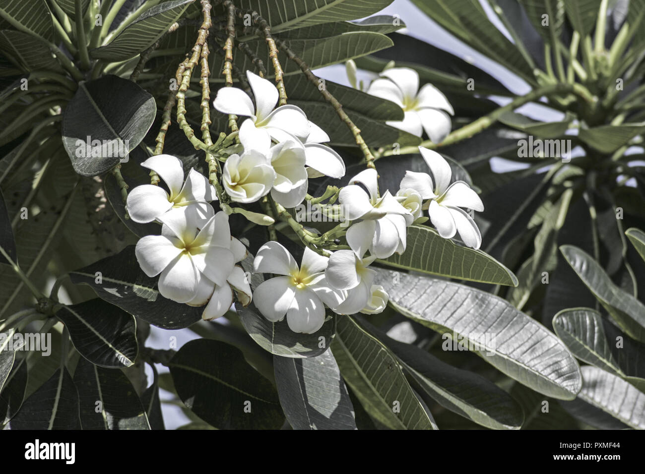 Thailand Siam Ayutthaya Asien Suedostasien Tourismus Blumen Blume Bluete Weiss bluehend Blatt Blaetter Gruen Stockfoto