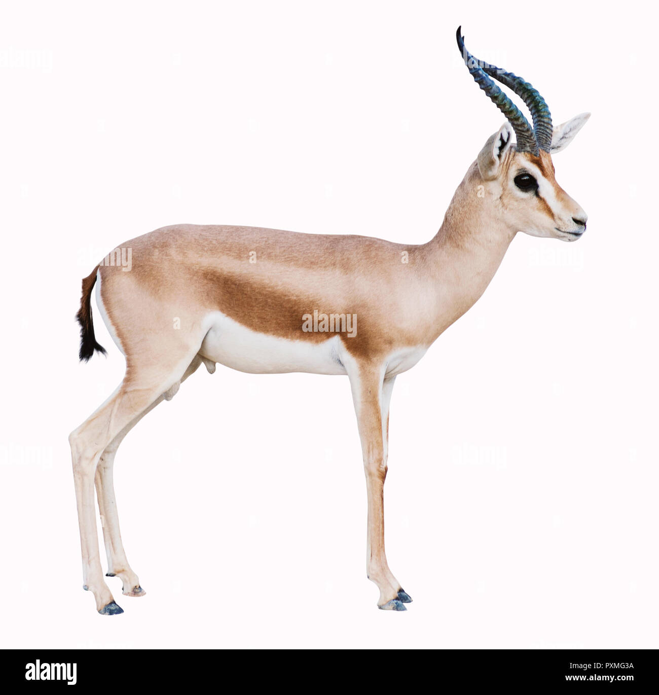 Isolierte Antilope auf weißem Hintergrund Stockfoto