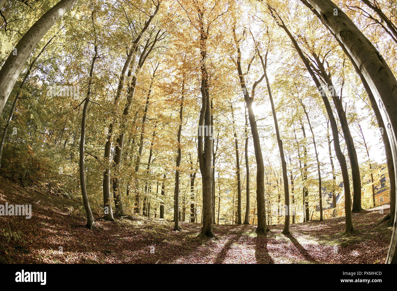 Herbstlich gefaerbter Wald, Landschaft, Wald, Waelder, Herbststimmung, Laubwald, Laubbaum, Baum, Baeume, Herbst, Jahreszeit, Natur, Fisch-eye Stockfoto