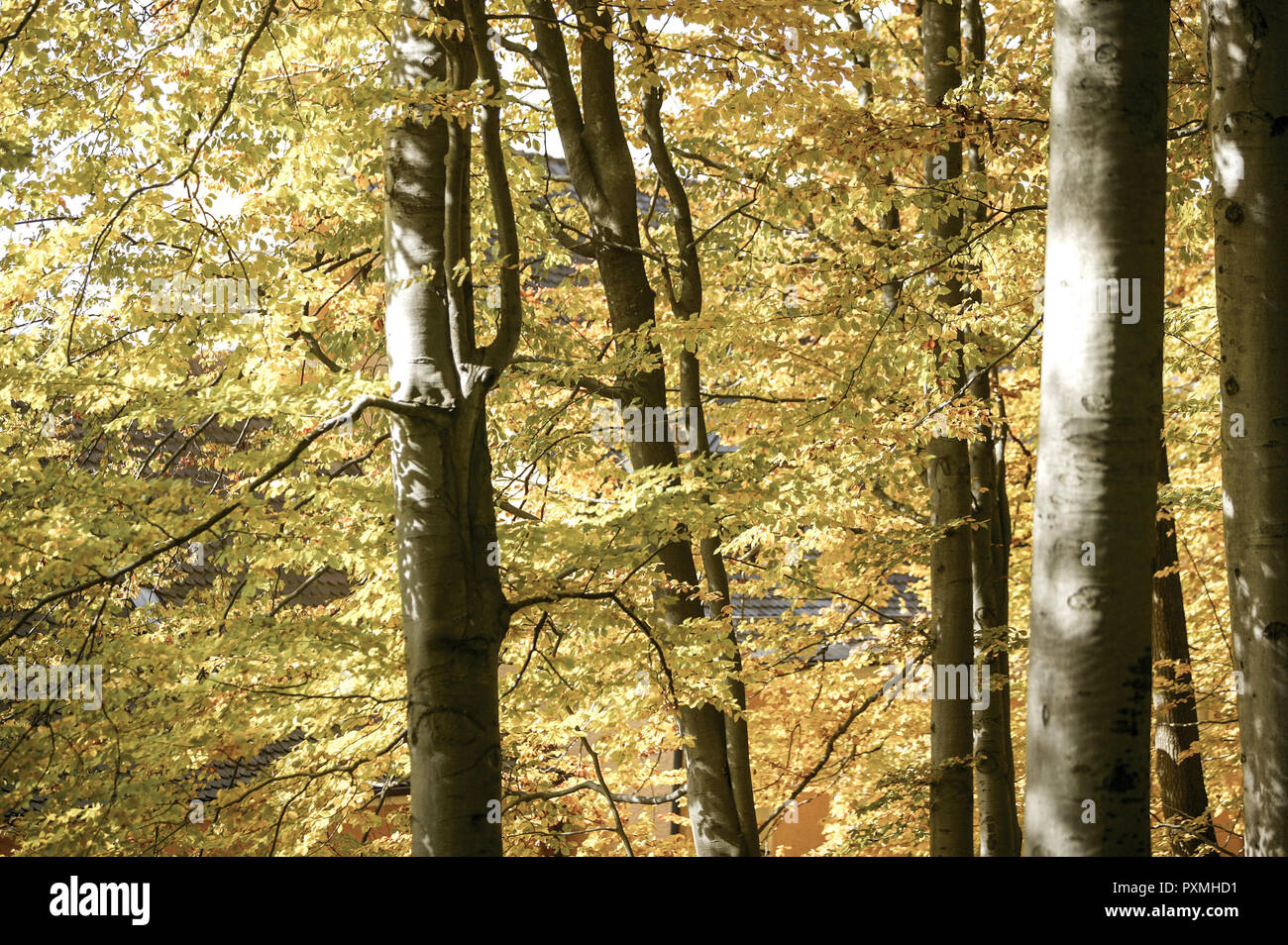 Herbstlich gefaerbter Wald, Landschaft, Wald, Waelder, Herbststimmung, Laubwald, Laubbaum, Baum, Baeume, Herbst, Jahreszeit, Natur Stockfoto