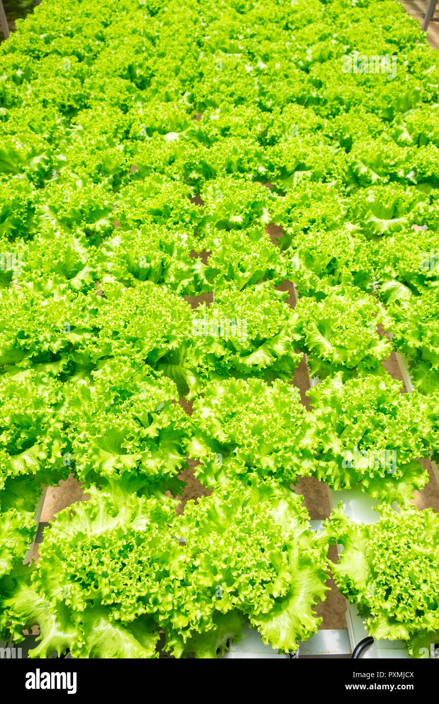 Organische frisches Gemüse ist in der organischen Gärten in Dalat, Vietnam. Da Lat ist einer der besten Tourismus Städte und auch einer der größten Veg Stockfoto