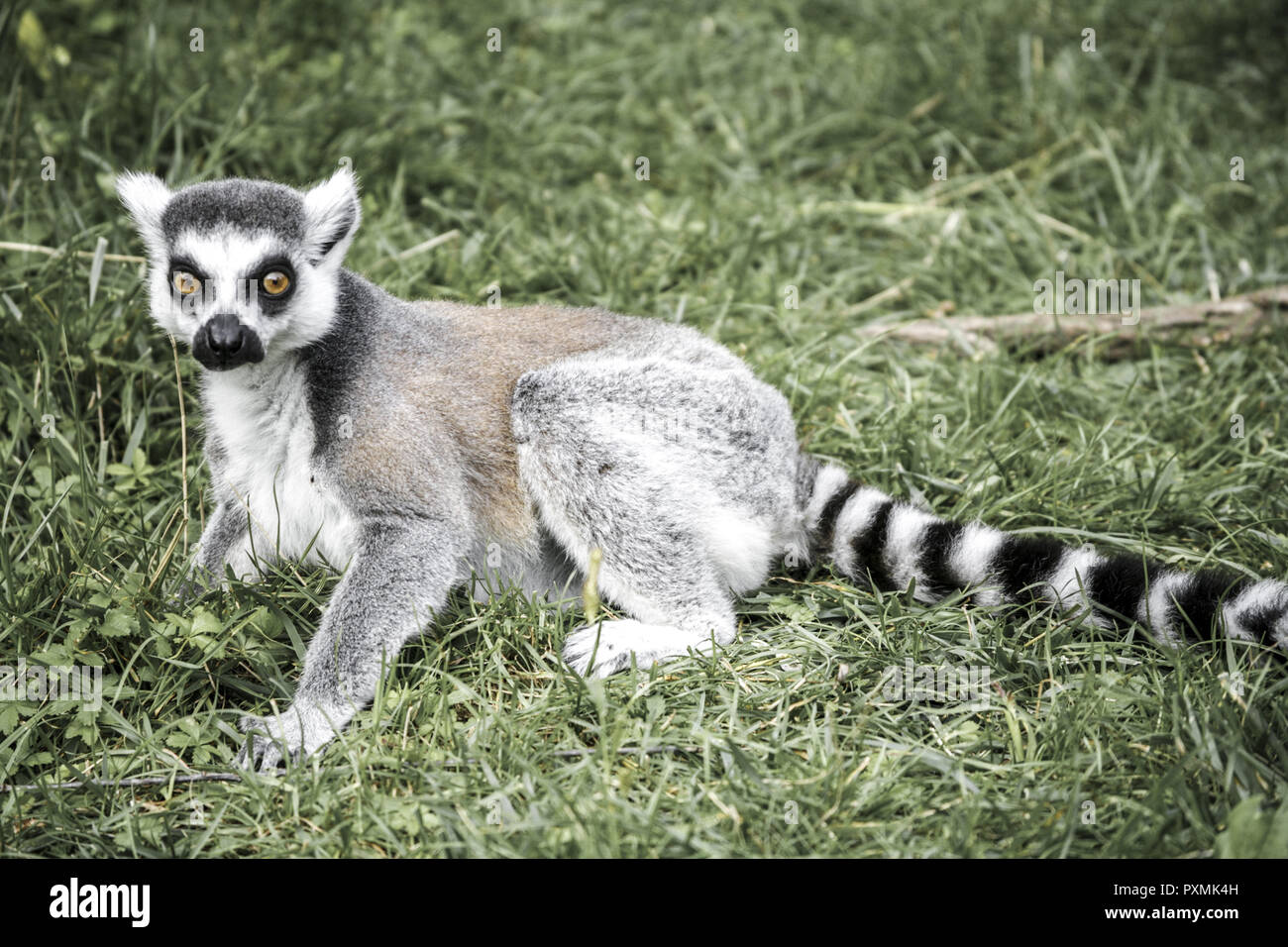 Tailand transvestit porno