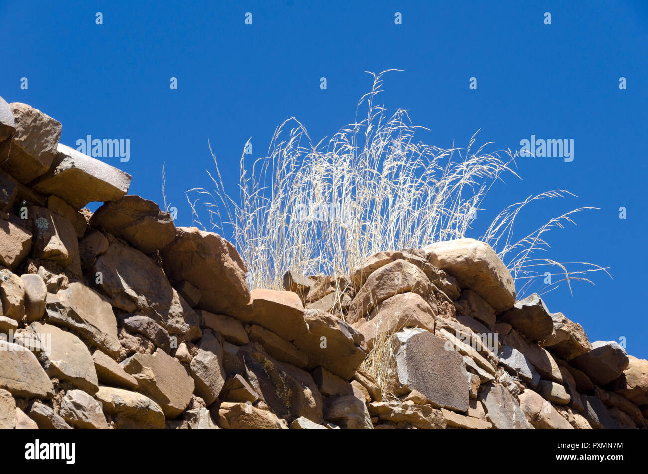 Wachsendes Gras auf der Steinmauer, Templo de Las Virgenes, Tempel der Jungfrauen, Isla de la Lune, Titicacasee, Bolivien Stockfoto