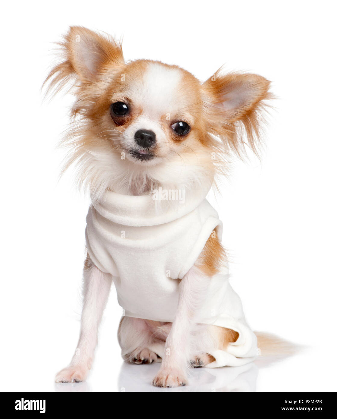 Chihuahua dressed-up vor einem weißen Hintergrund Stockfoto