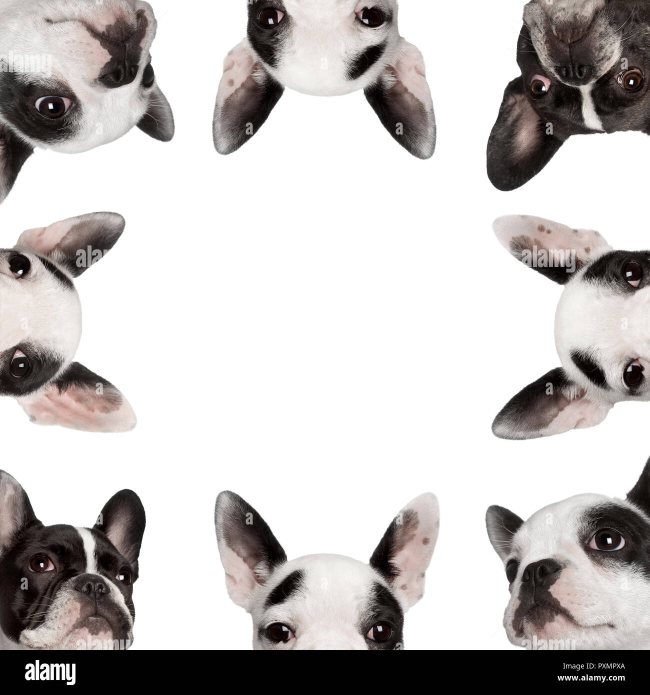 Low Angle Collage der Französische Bulldoggen vor weißem Hintergrund, Studio shot Stockfoto