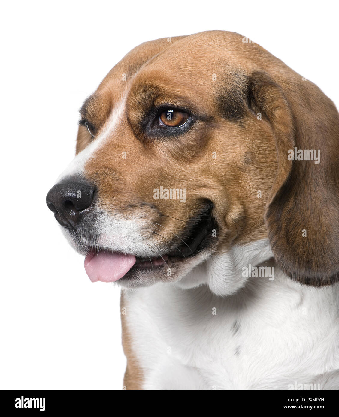 Close-up auf einem Hund, Seitenansicht, Beagle (4 Jahre alt) vor weißem Hintergrund (digitale Verstärkung) Stockfoto