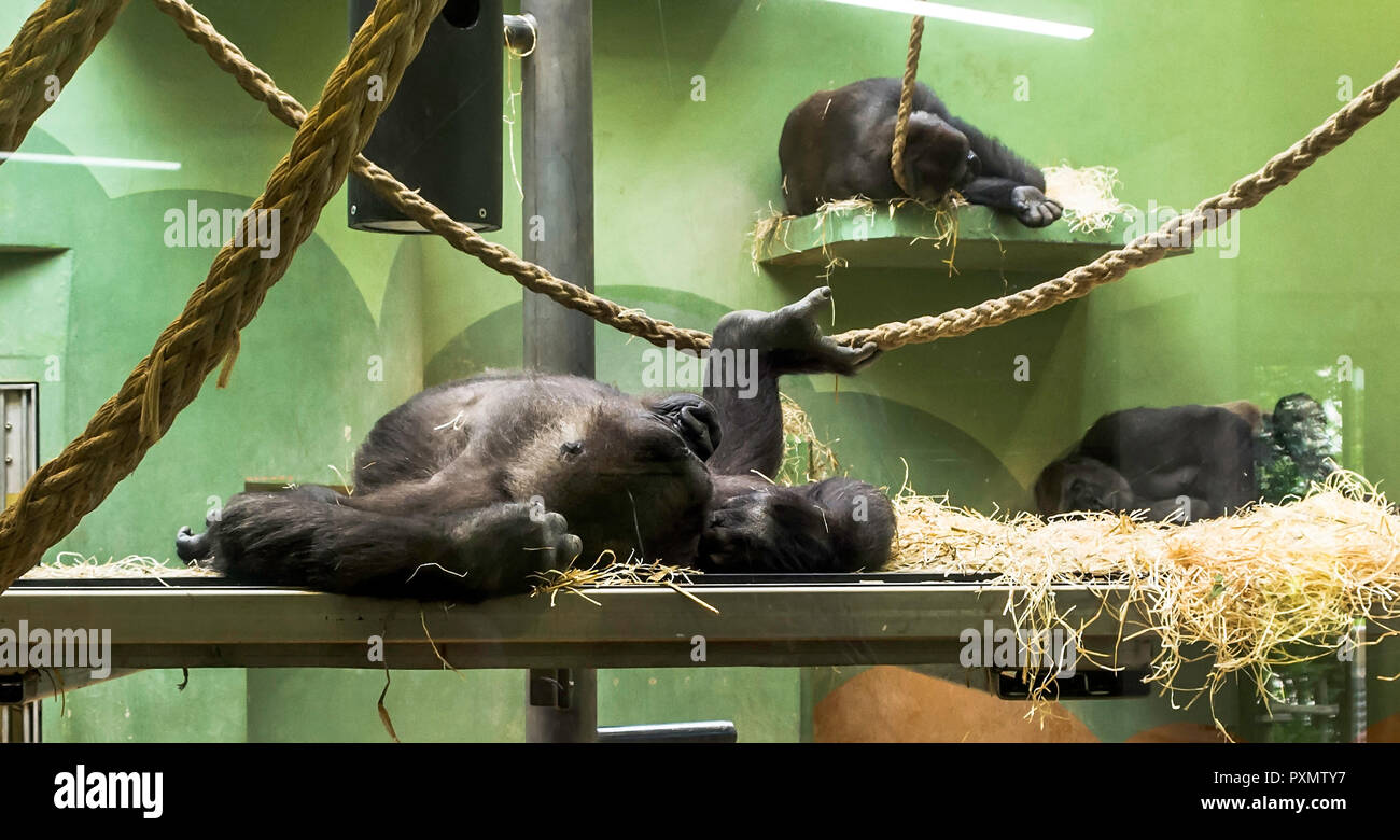 Drei schlafende Westlichen Flachlandgorillas. Es ist die kleinste Unterart der Gorilla, aber immer noch sind von außergewöhnlicher Größe und Stärke. Stockfoto