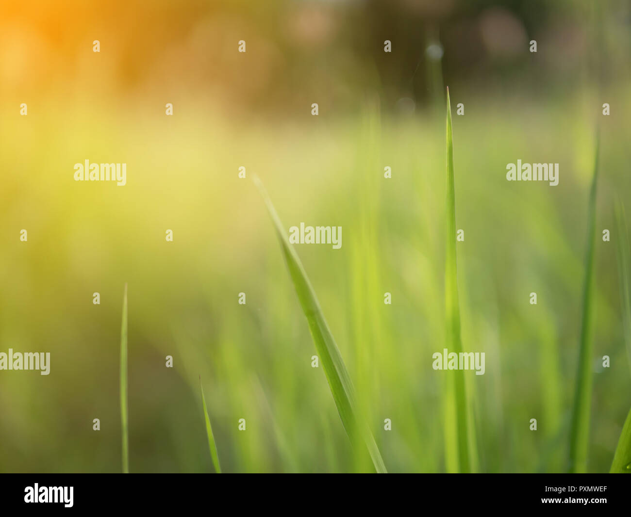 Abstrakte und verschwommenen Hintergrund mit Sunray Wirkung in den Morgen. Grüne Natur und Unschärfe vission Stockfoto