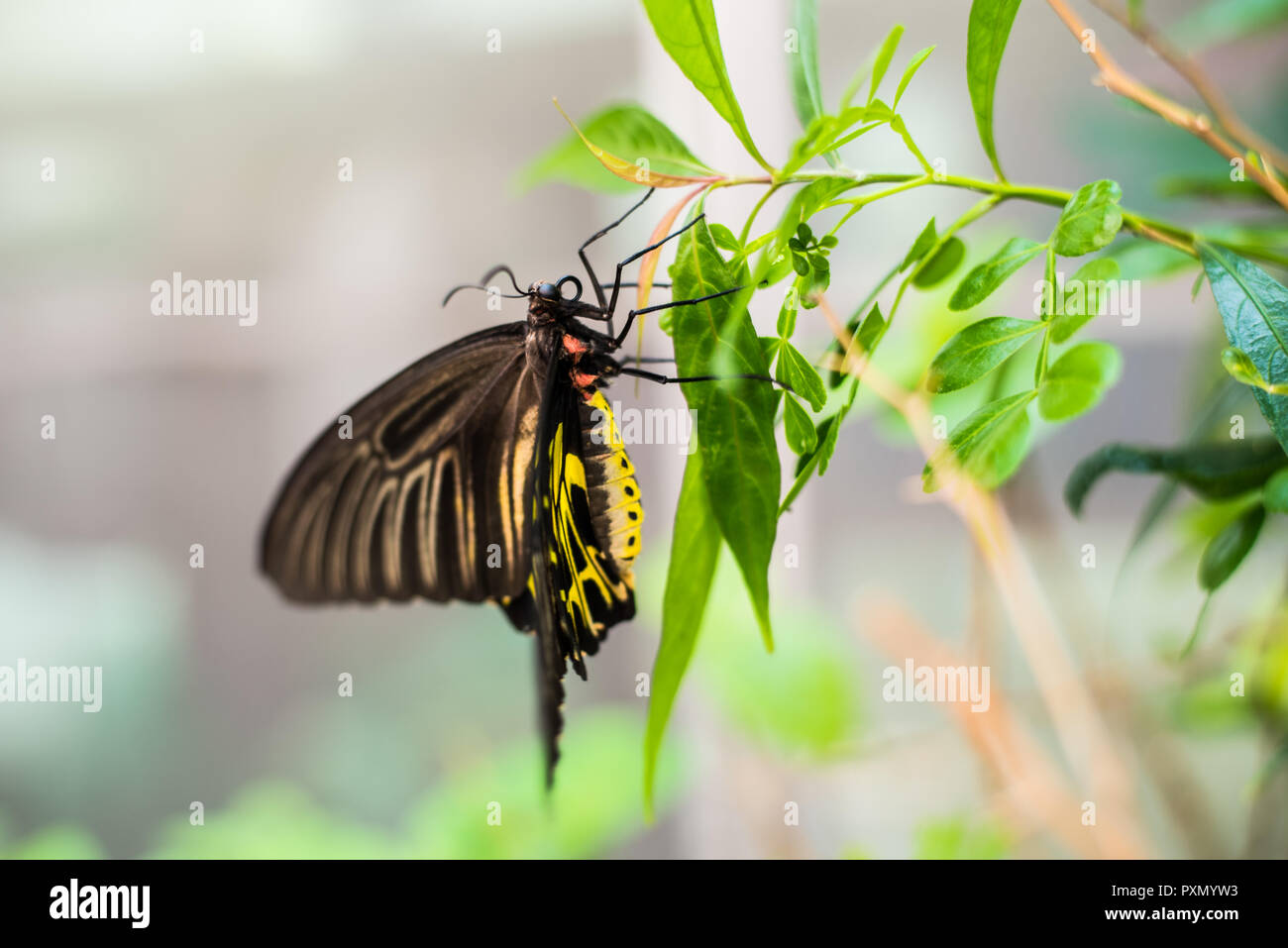 Beautiflu gelben Schmetterling in der thailändischen Park. Stockfoto