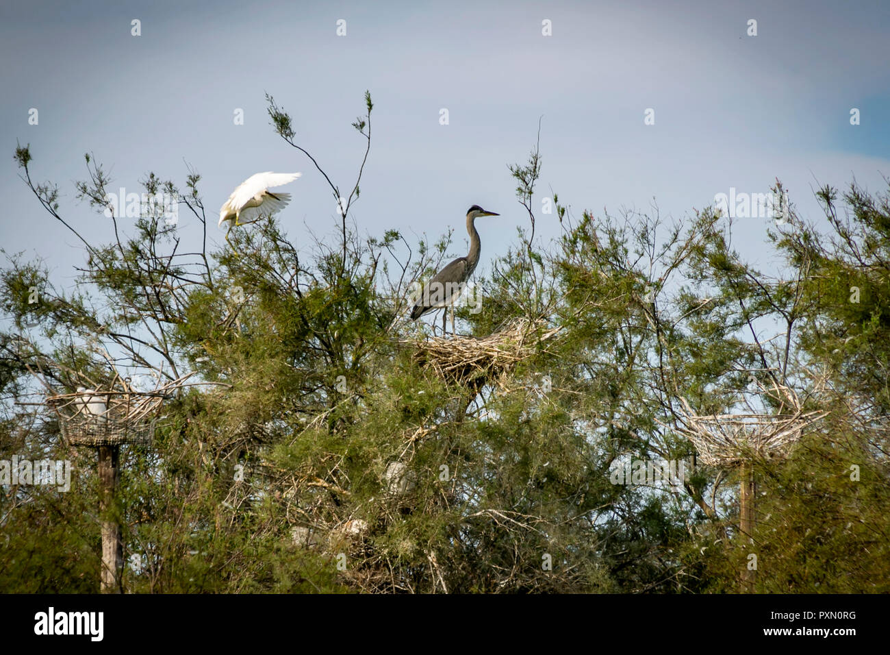 Silberreiher, Graureiher in Tree Top, Parc Ornithologique, Pont de Gau, Saintes Maries de la Mer, Bouches du Rhône, Frankreich. Stockfoto