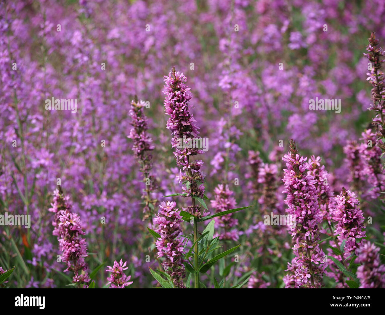 Schillernde Masse von kultivierten lila Blüten mit kontrastierenden lanzettlich grünen Laub in London, England, Großbritannien Stockfoto