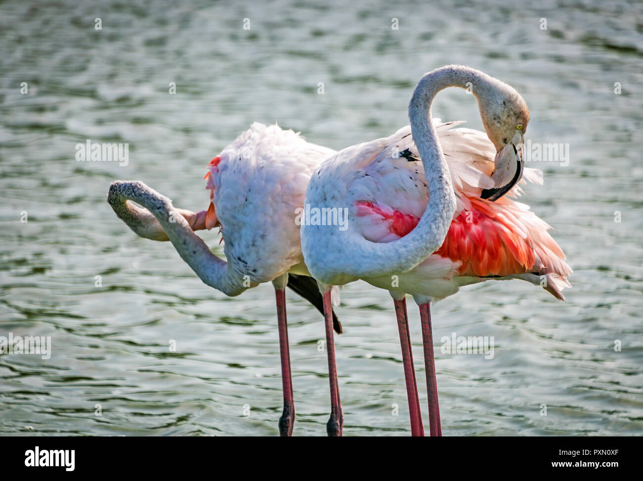 Zwei Flamingos putzen Federn, Parc Ornithologique, Pont de Gau, Saintes Maries de la Mer, Bouches du Rhône, Frankreich. Stockfoto