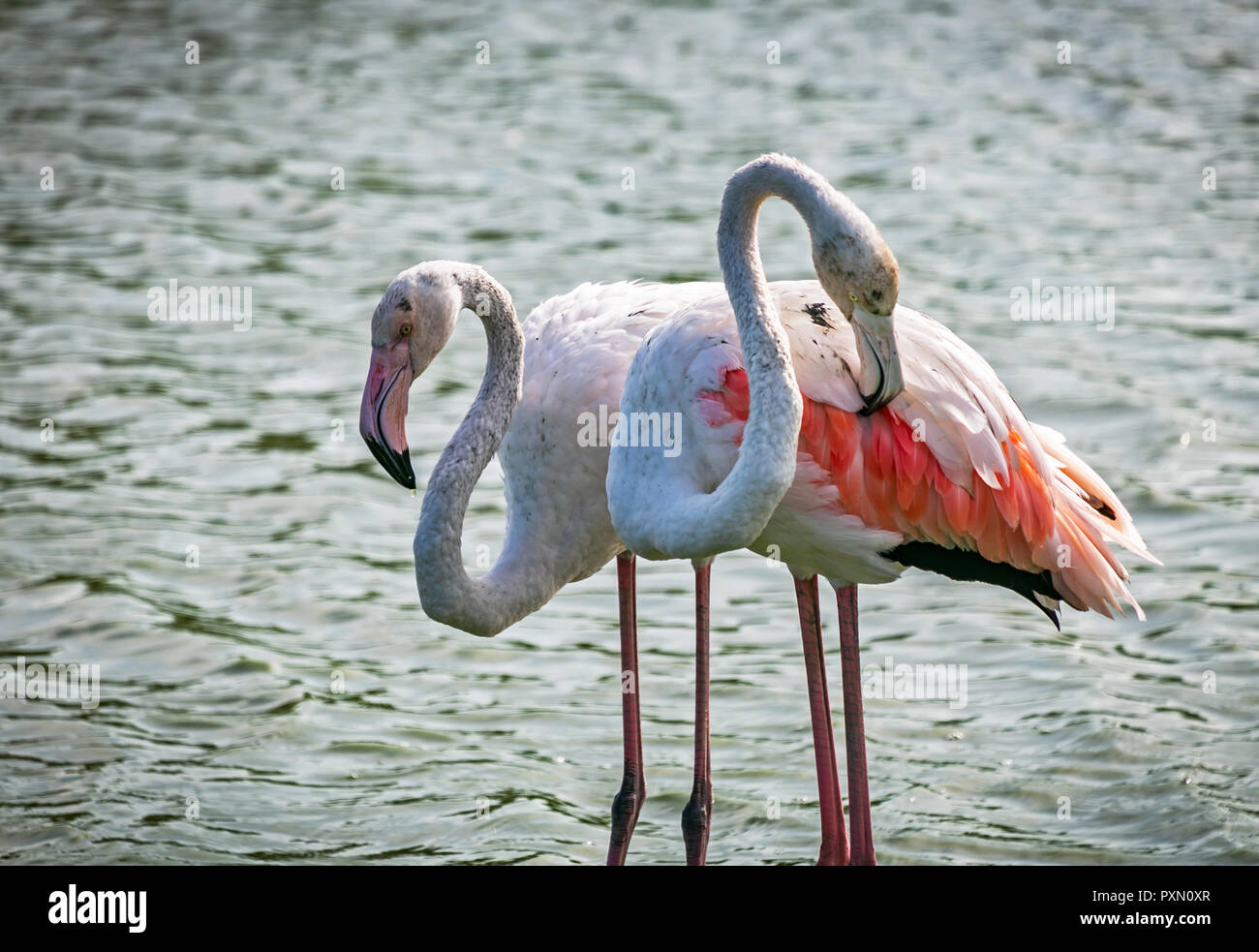 Zwei Flamingos putzen Federn, Parc Ornithologique, Pont de Gau, Saintes Maries de la Mer, Bouches du Rhône, Frankreich. Stockfoto