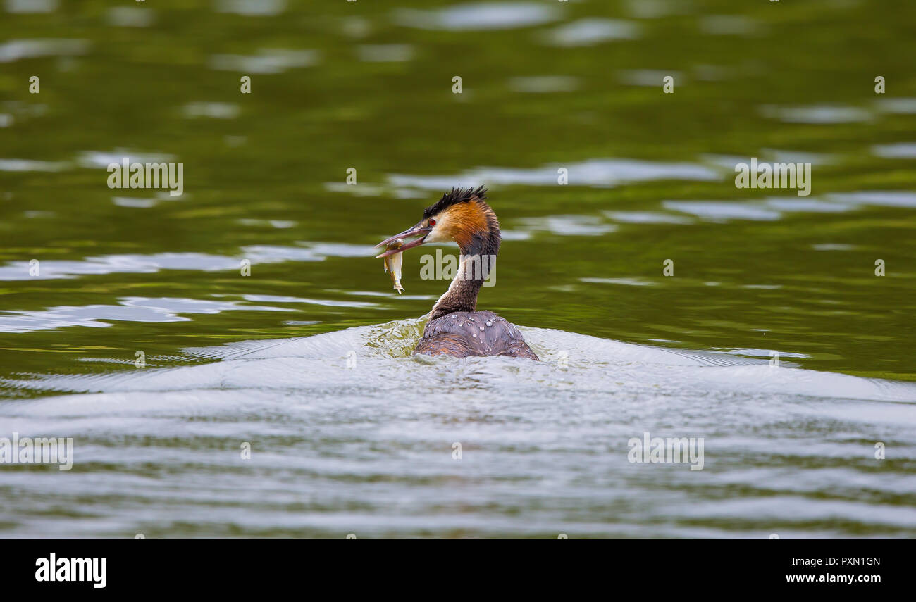 Wilder Haubentaucher (Podiceps cristatus), Rückansicht, Schwimmen im Süßwassersee, Fische baumeln im geschlossenen Schnabel. Stockfoto