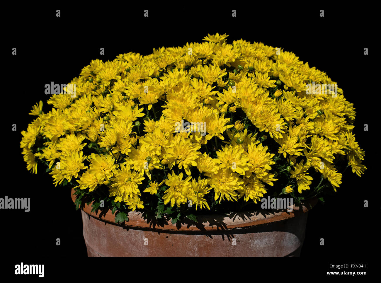 Gattung asteraceae Fotos und Bildmaterial in hoher Auflösung Alamy
