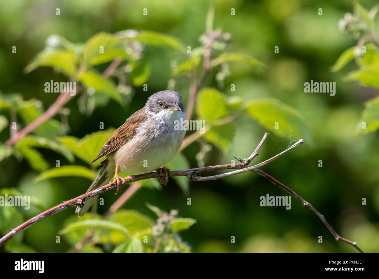 Common Whitethroat Sylvia communis Stockfoto