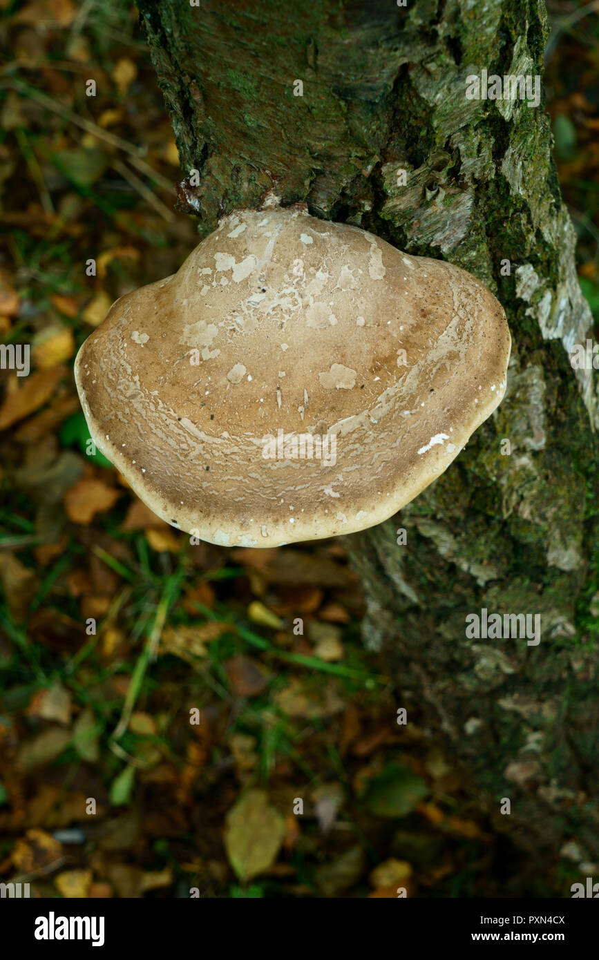 Birke Halterung Pilz wächst auf einem silbernen Birke Stockfoto