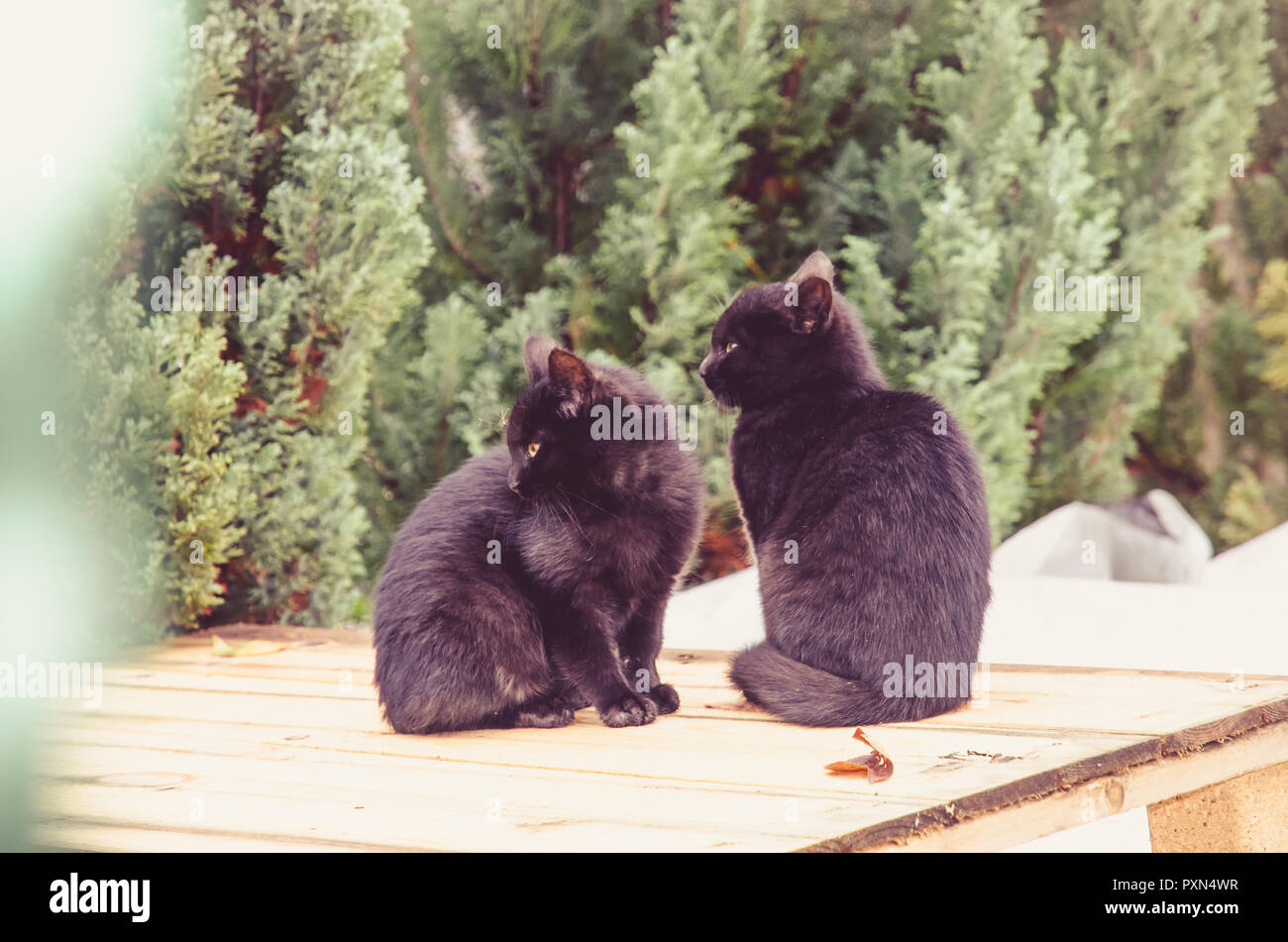 Paar schwarze Katzen sitzen zusammen im Freien Stockfoto