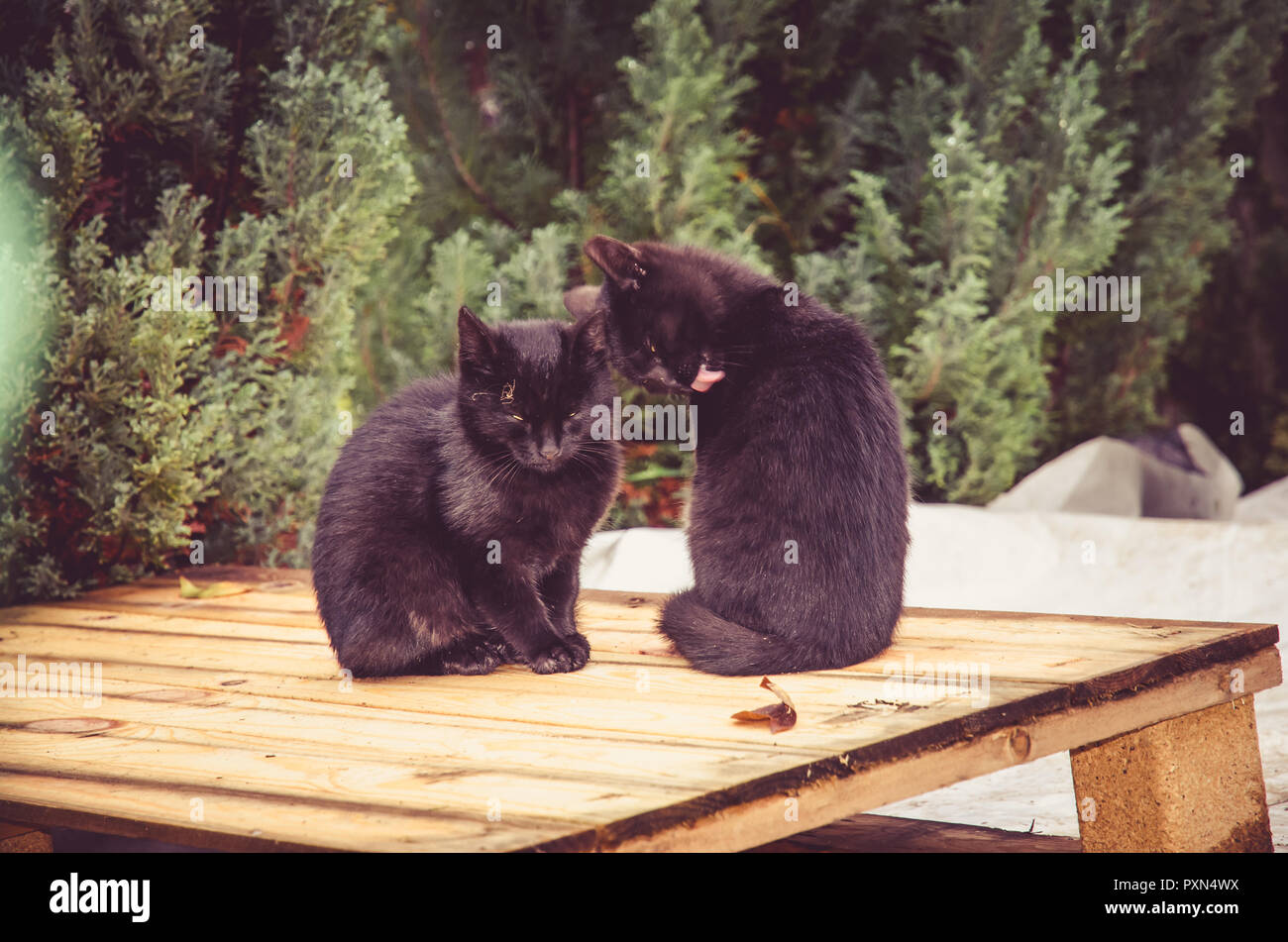 Paar schwarze Katzen sitzen zusammen im Freien Stockfoto