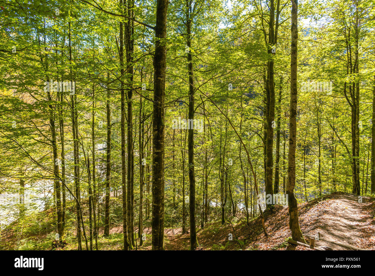 Partnachklamm, Schlucht Partnachklamm, Garmisch-Partenkirchen, Oberbayern, Bayern, Deutschland Stockfoto