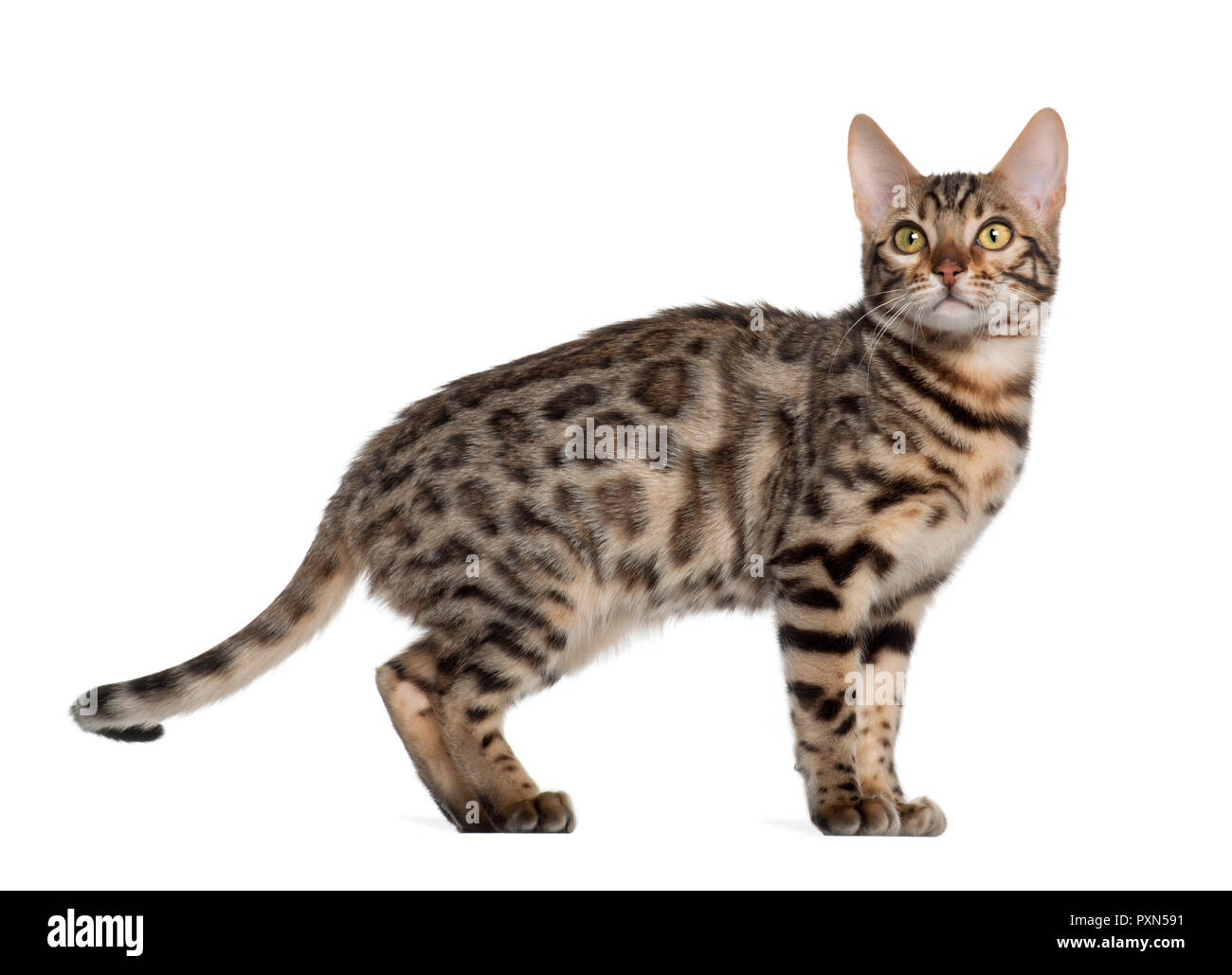 Bengal Katze, 4 Monate alt, vor weißem Hintergrund Stockfotografie - Alamy