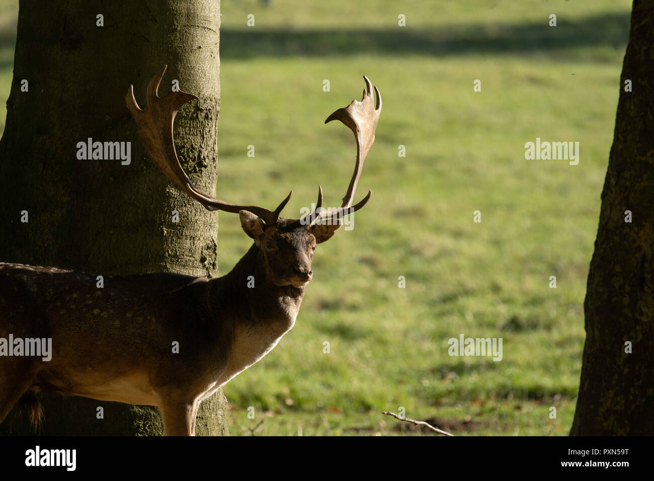 Majestätischer, erwachsener Brachhirn, der an einem sonnigen Herbsttag in Studley Royal, Ripon, North Yorkshire, England, Großbritannien, die Kamera anschaut. Stockfoto