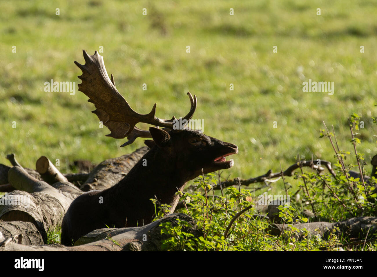Rothirse mit großem Geweih saß zwischen Baumstämmen in Studley Royal, Ripon, North Yorkshire, England, Großbritannien. Stockfoto