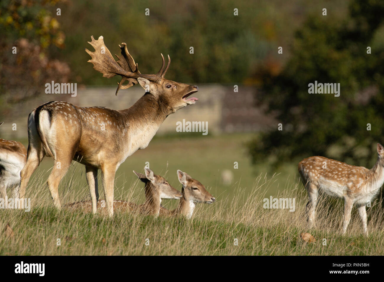 Brüllender, erwachsener Rothirse mit großem Geweih und einer Herde Hinden in Studley Royal, Ripon, North Yorkshire, England, Großbritannien. Stockfoto