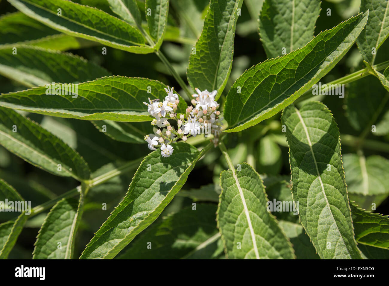 Blüten von Holunder, Sambucus ebulus, danewort Stockfoto