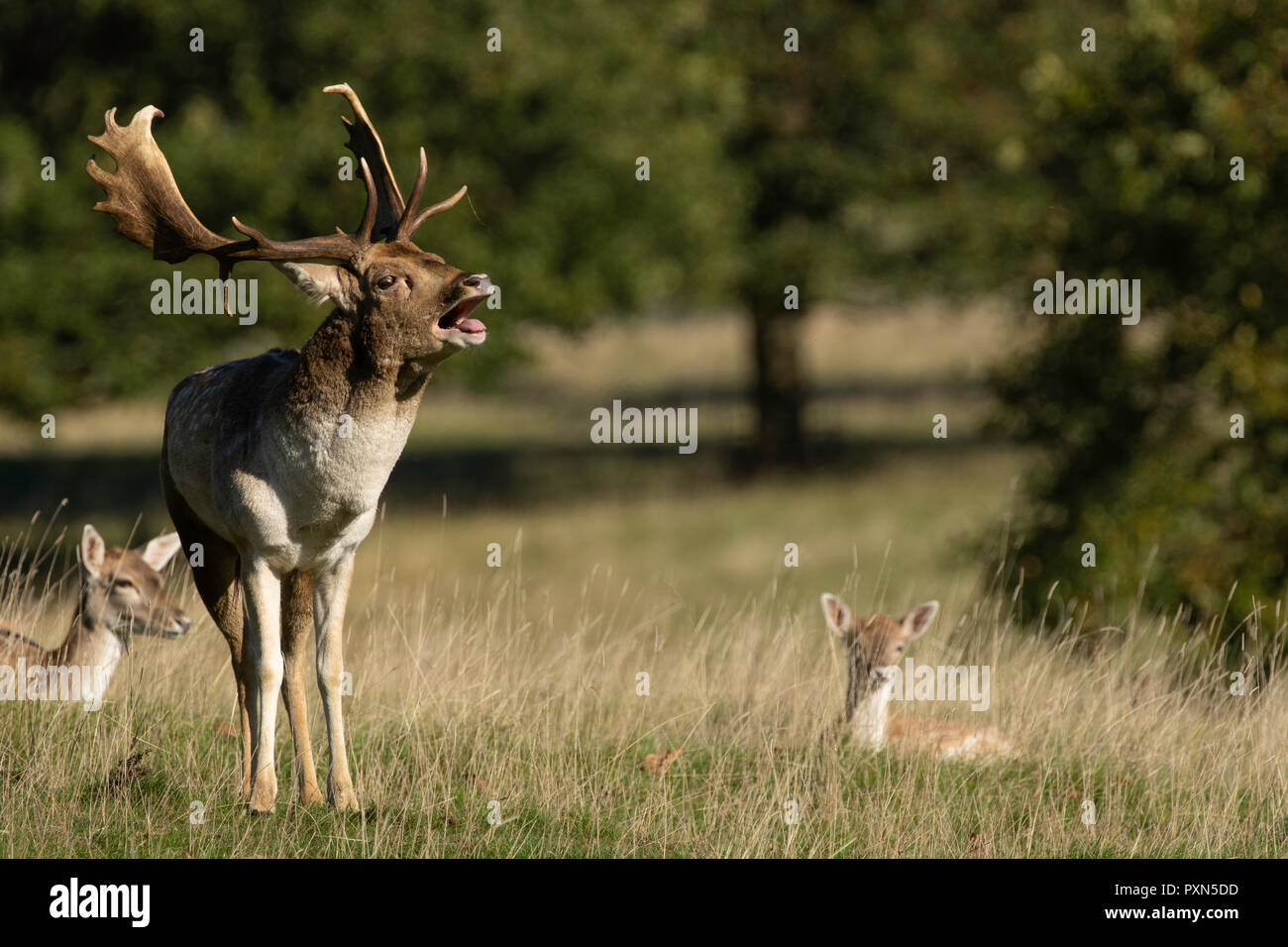 Der Erwachsene Buck-Brachhirse blickt auf die Kamera, während er Studley Royal, Ripon, North Yorkshire, England, Großbritannien, anbrüllt. Stockfoto