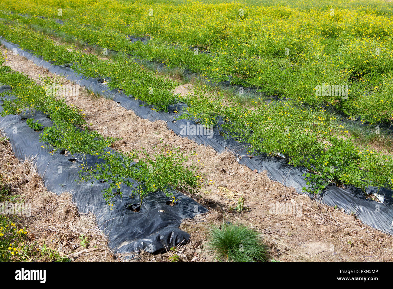 Melilotus als grüner Dünger auf ein spargelfeld, Münsterland; Deutschland, Europa Stockfoto