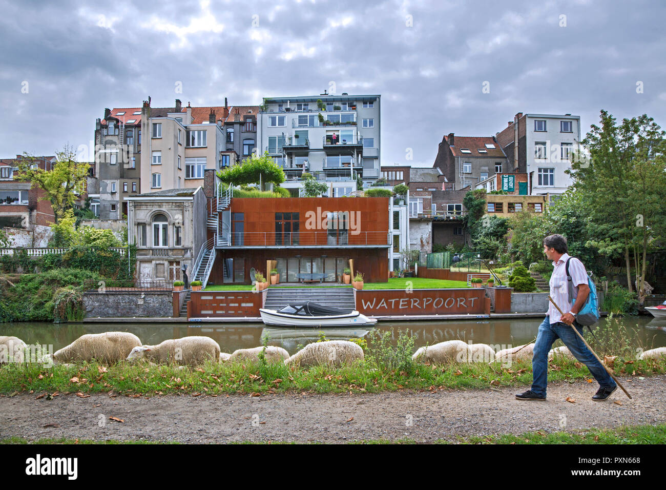 Shepherd herding Herde von Schafen entlang steiler Canal bank im Sommer in der Stadt Gent/Gent, Flandern, Belgien Stockfoto