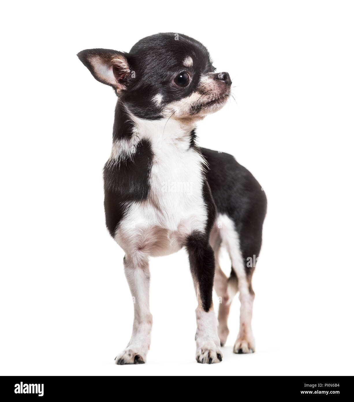 Chihuahua Hund, 3 Jahre alt, vor weißem Hintergrund Stockfoto