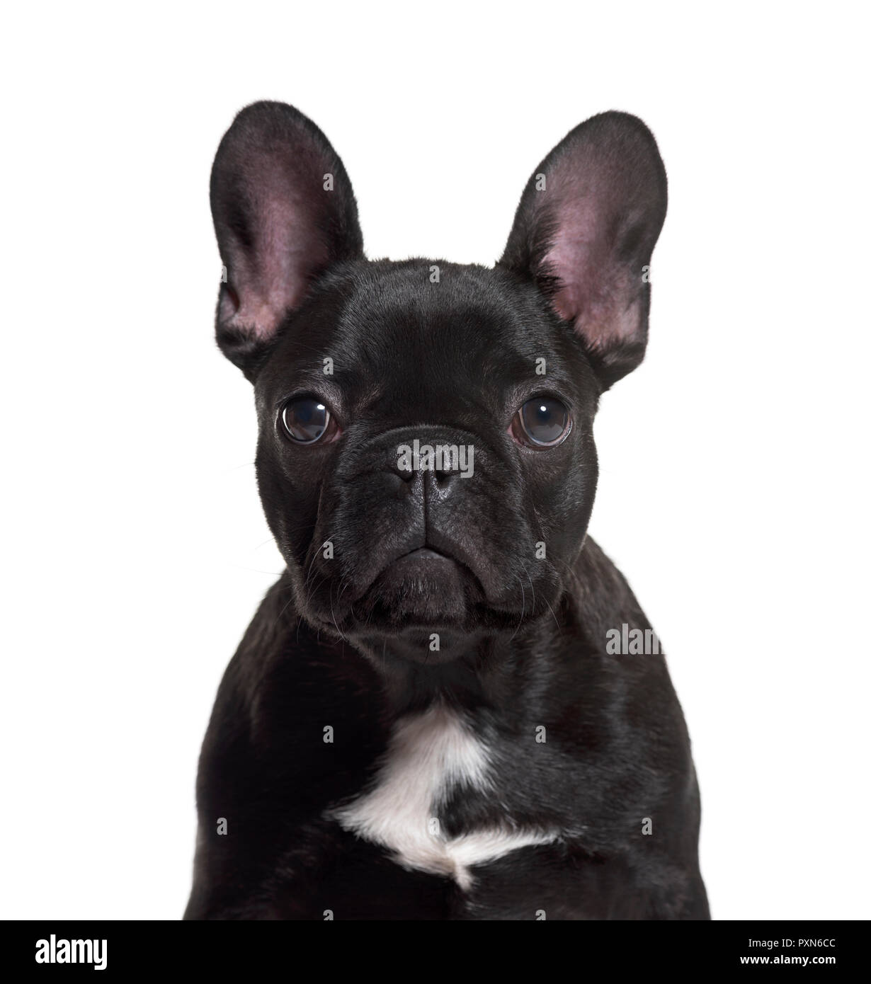 Französische Bulldogge, 4 Monate alt, vor weißem Hintergrund Stockfoto