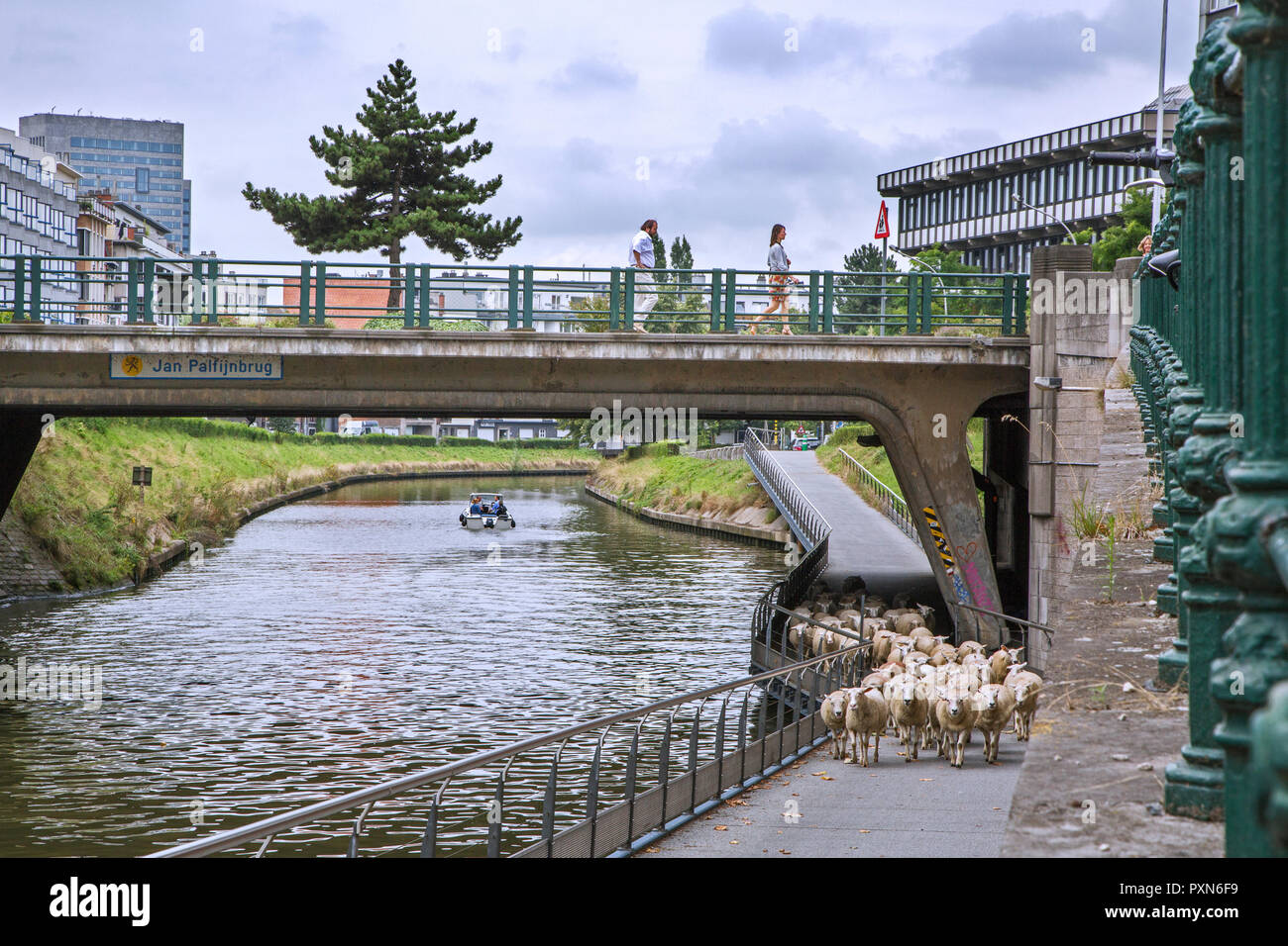 Shepherd herding Herde von Schafen unter Brücke entlang steiler Canal bank im Sommer in der Stadt Gent/Gent, Flandern, Belgien Stockfoto