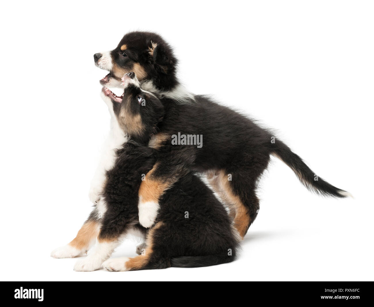 Zwei Australian Shepherd Welpen, 2 Monate alt, spielen kämpfen vor weißem Hintergrund Stockfoto