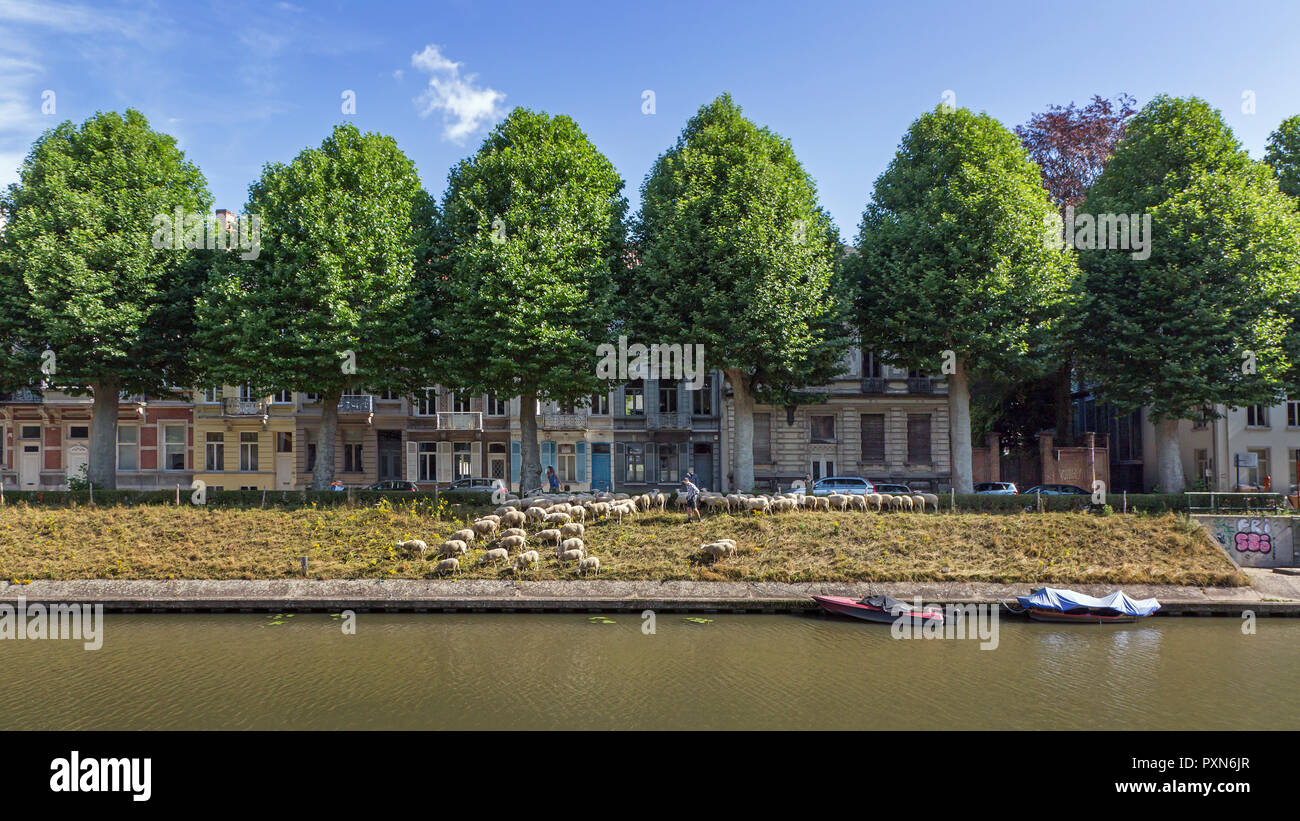 Shepherd herding Herde von Schafen entlang steiler Canal bank im Sommer in der Stadt Gent/Gent, Flandern, Belgien Stockfoto