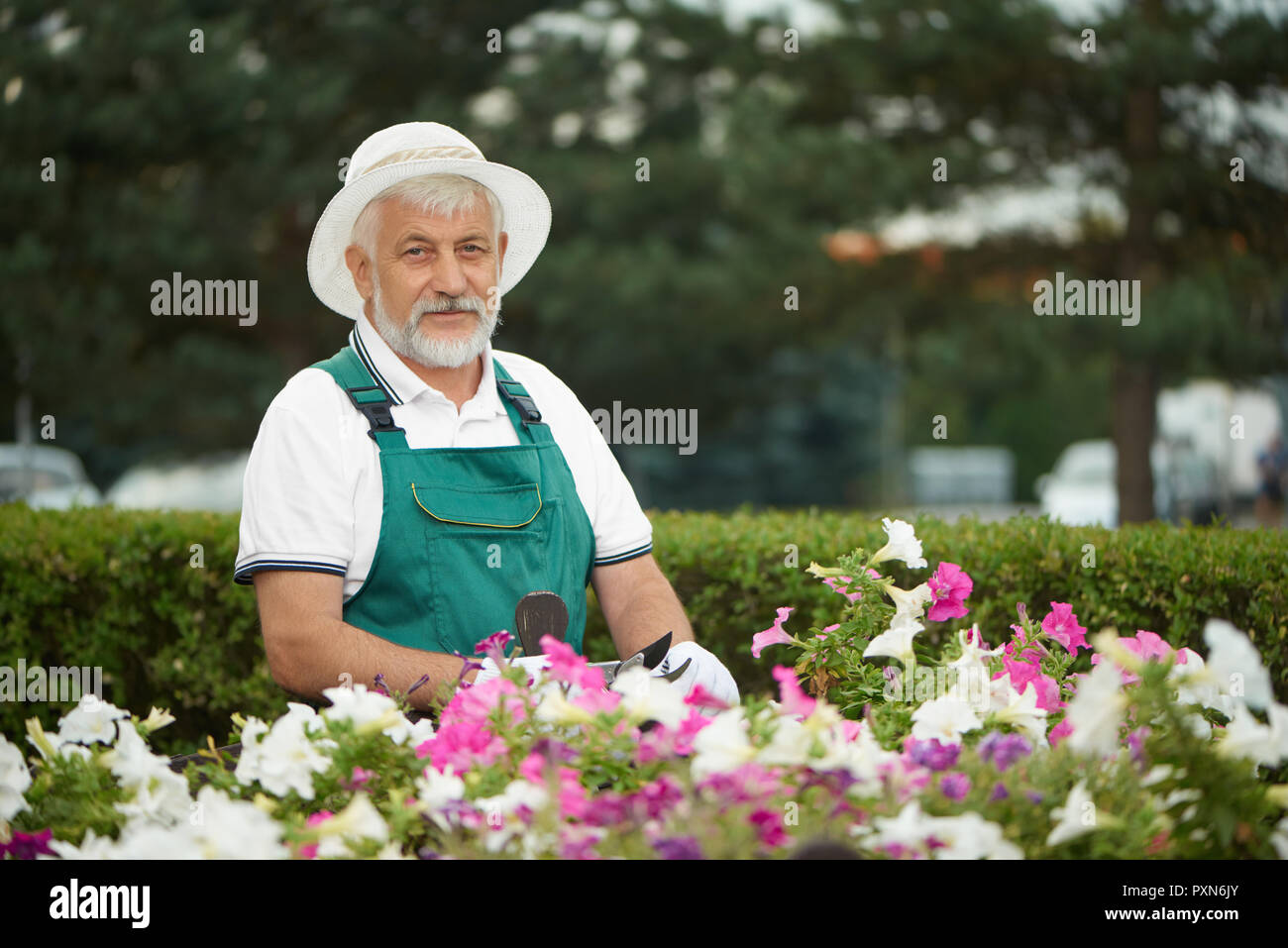 Alten stattlichen Gärtner schneiden Blume mit gartenschere am Garten tagsüber. Grauhaariger Mann, der in grünen Overalls mit Schutzhandschuhe, stehend in der Nähe von Tabelle mit Pflanzen und mit Blick auf die Kamera. Stockfoto