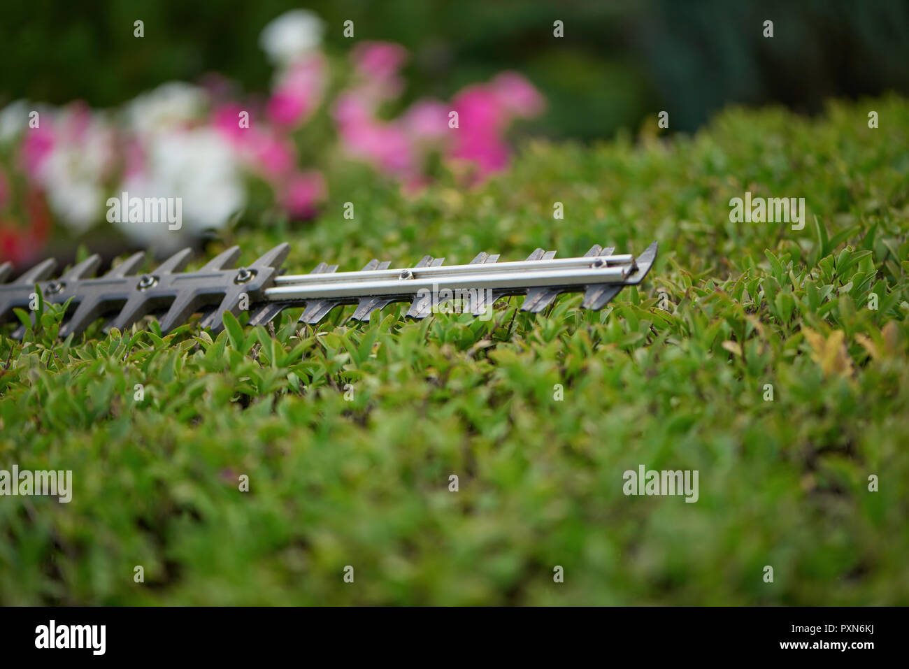 Selektiver Fokus der trimmen Bush mit Hecke Cutter in Garten. Nahaufnahme von Blade der elektrischen Heckenschere schneiden Hedge-fonds. Gärtner arbeiten, schneiden Sträucher zu idealen Zaun. Trimmen arbeiten im Garten. Stockfoto