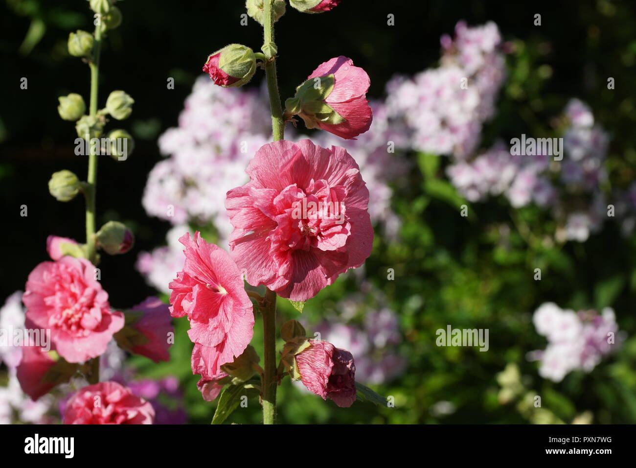 Alcea rosea. Schöne rosa Malvenblüten im Sommer im Garten. Schöne rosa Blumen in den Blumengarten. Stockfoto