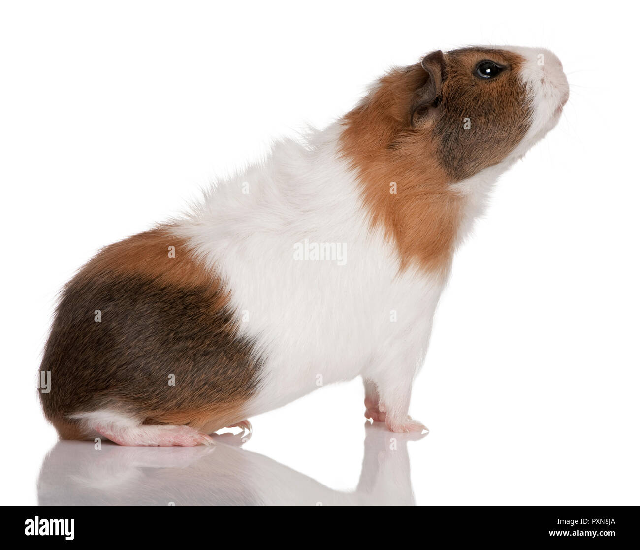 Meerschweinchen Cavia porcellus, vor weißem Hintergrund Stockfoto