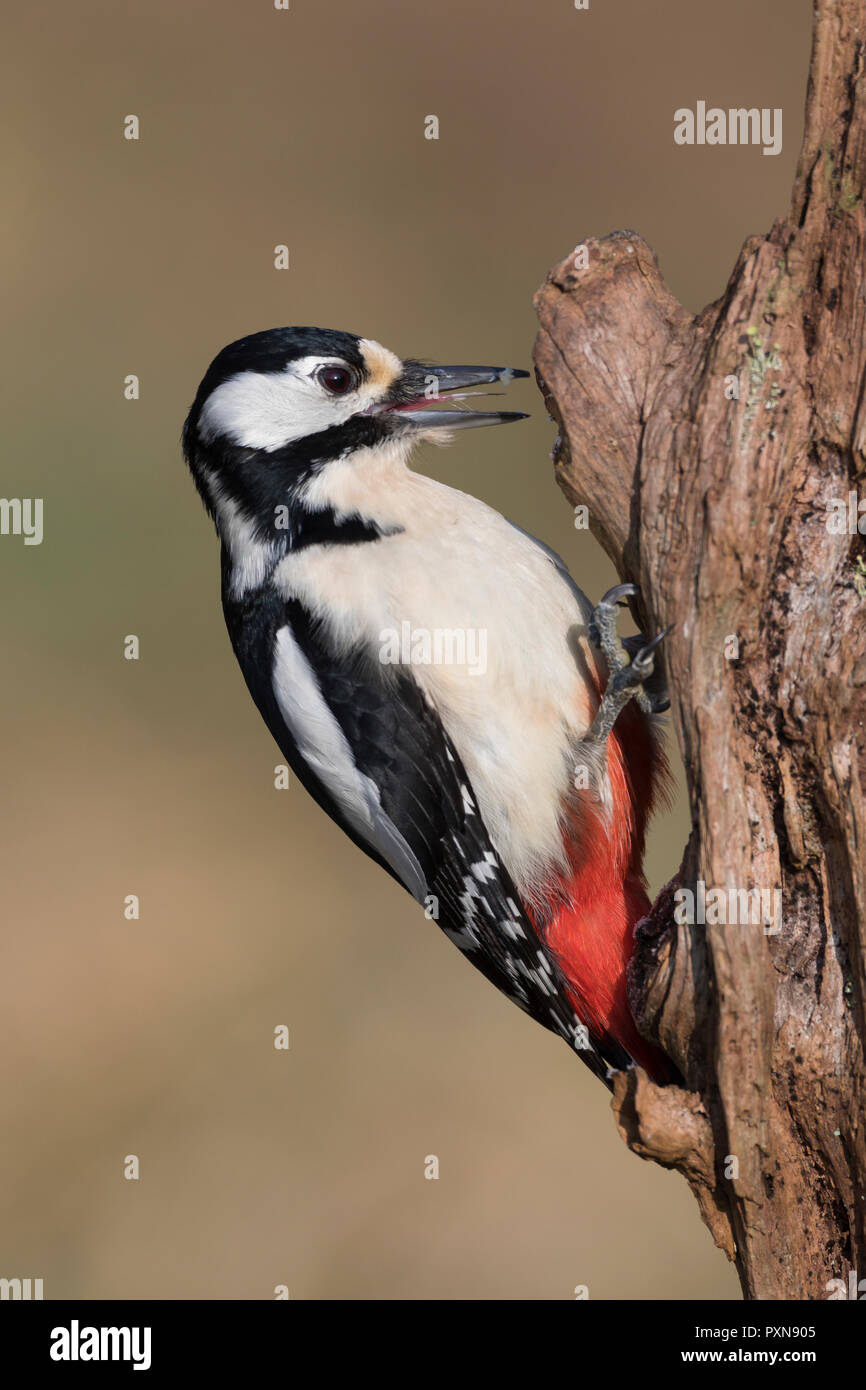 Buntspecht, Männchen, Bunt-Specht, Specht, Spechte, Dendrocopos major, Picoides major, Buntspecht, männlich, Pic épeiche Stockfoto