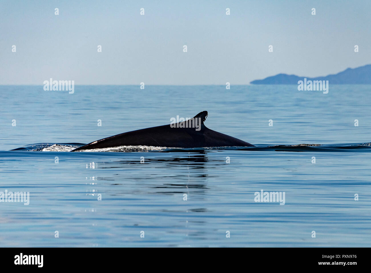Blauwal Das Grosste Tier Der Welt In Baja California Stockfotografie Alamy