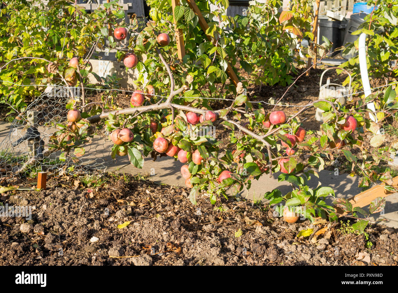 Zustellung cordon apple tree in einem Schrebergarten, North East England, Großbritannien Stockfoto